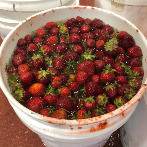 A white bucket filled with fresh strawberries submerged in water, with some red juice staining the sides.