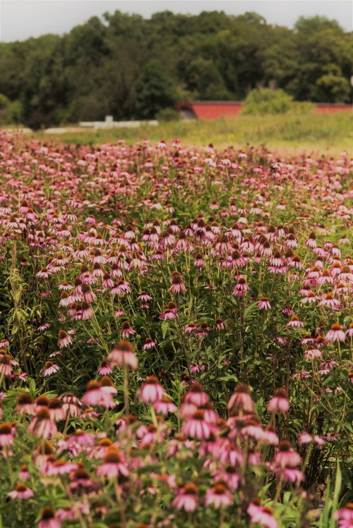 A vibrant field of pink coneflowers stretches towards a green forest in the background under a cloudy sky.