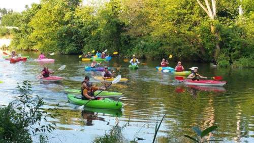A group of people kayaking on a calm river surrounded by lush greenery.