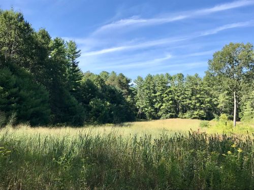 A serene landscape featuring a grassy field surrounded by trees under a clear blue sky with wispy clouds.
