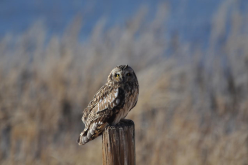 A short-eared owl perched on a wooden post, surrounded by blurred grass and a blue sky in the background.