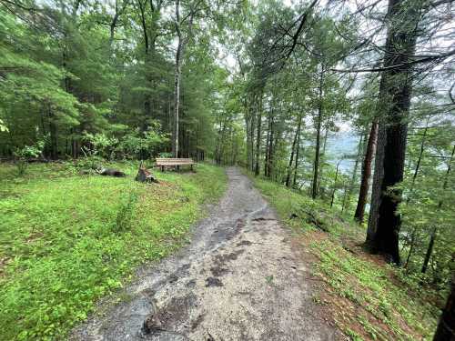 A winding path through a lush, green forest with trees and a picnic table in the background.