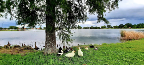 A serene lakeside scene with ducks resting under a tree, surrounded by green grass and calm water.