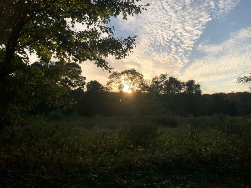 Sunset behind trees, casting a warm glow over a grassy field, with a sky filled with wispy clouds.
