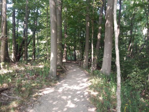 A dirt path winding through a lush green forest with tall trees on either side.