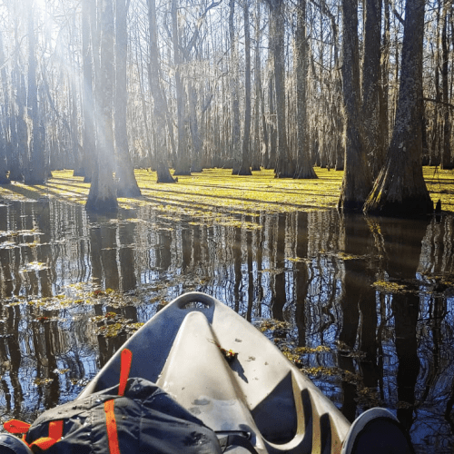 A serene swamp scene with tall trees reflecting in calm water, illuminated by sunlight filtering through the branches.