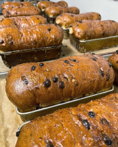 Freshly baked loaves of bread with a golden-brown crust and dark fruit pieces, cooling on a baking tray.