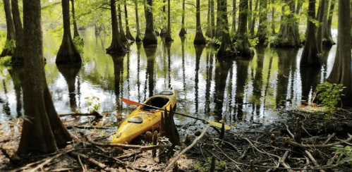 A yellow kayak rests on the shore of a calm, tree-lined swamp with reflections in the water.