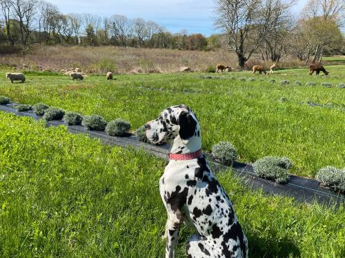 A spotted dog sits in a grassy field, watching sheep and horses grazing in the background.