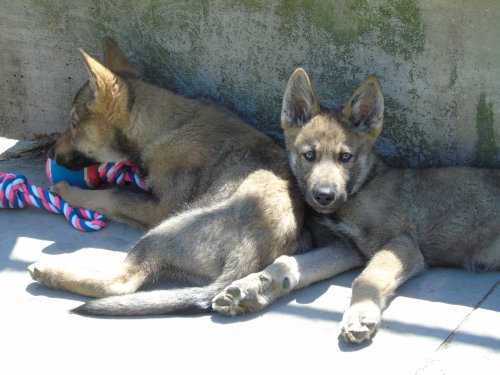 Two playful puppies resting together, one chewing on a toy while the other looks curiously at the camera.