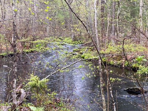 A serene forest stream flows through lush greenery and trees, reflecting the calmness of nature.
