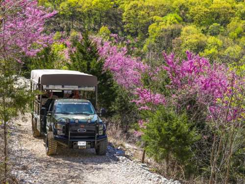 A black off-road vehicle on a gravel path surrounded by vibrant pink flowering trees and lush green foliage.