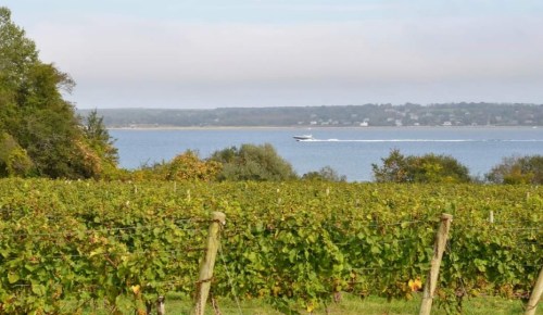 A scenic view of a vineyard with a lake and a boat in the distance under a cloudy sky.