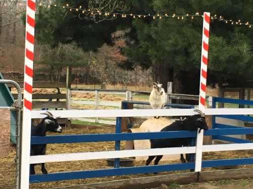 Two goats and a sheep are in a fenced area, with festive lights strung above and trees in the background.