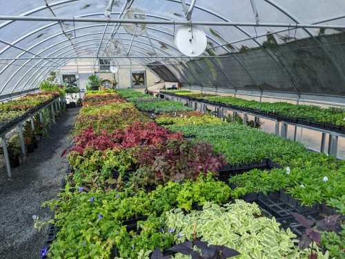 A greenhouse filled with various vibrant plants and greenery arranged in rows on black trays.