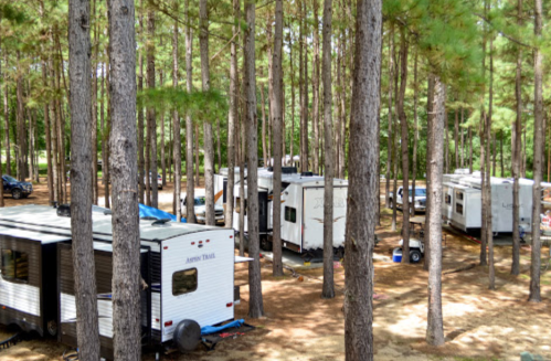 A campsite with several RVs nestled among tall pine trees, creating a serene outdoor setting.