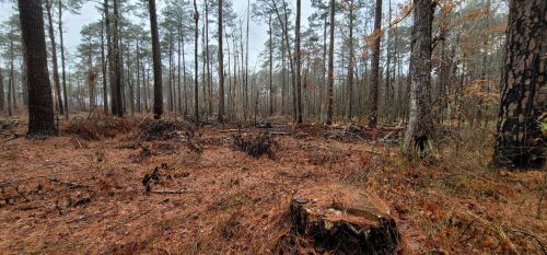 A misty forest scene with tall trees, fallen branches, and a carpet of brown leaves on the ground.