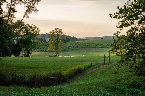 A serene landscape of rolling hills with vineyards, trees, and a soft sunset glow in the background.