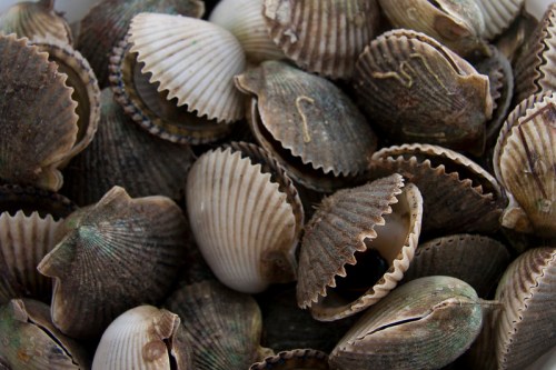 A close-up of various scallop shells, showcasing their textured surfaces and natural colors.