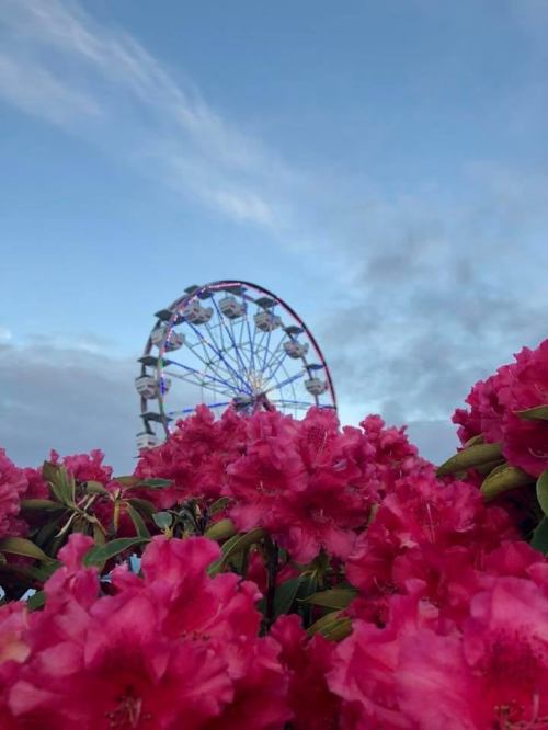 A vibrant display of pink flowers in the foreground with a colorful ferris wheel against a blue sky in the background.