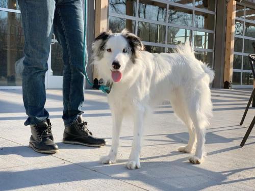 A white dog with black markings stands beside a person in jeans and boots, enjoying a sunny day outdoors.