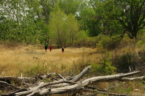 Two children walk through a grassy area with trees and fallen logs, enjoying a sunny day outdoors.