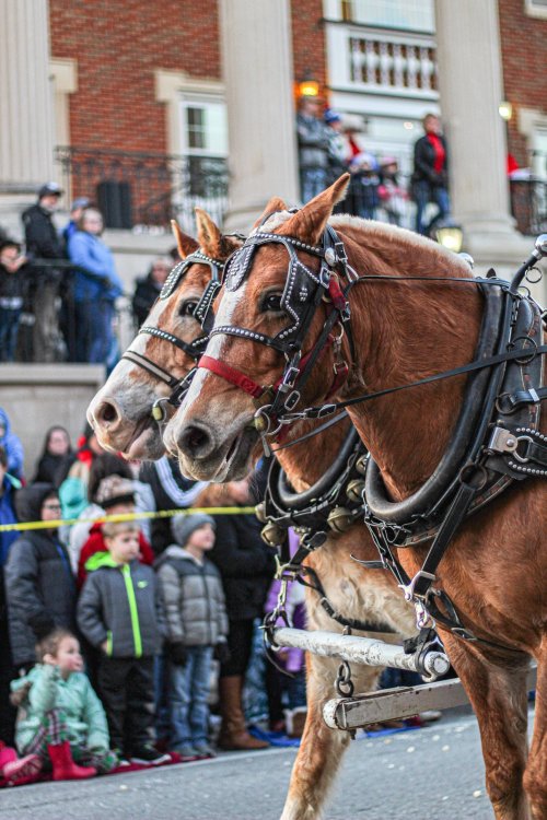 Two horses in harness pull a carriage, with a crowd of onlookers in winter clothing in the background.