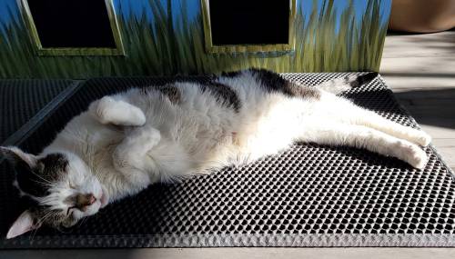 A relaxed cat lying on a textured mat, basking in the sun with its paws in the air.