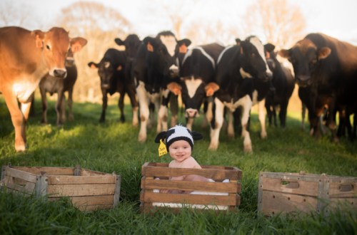 A smiling baby in a cow hat sits in a wooden crate, surrounded by curious cows in a grassy field.
