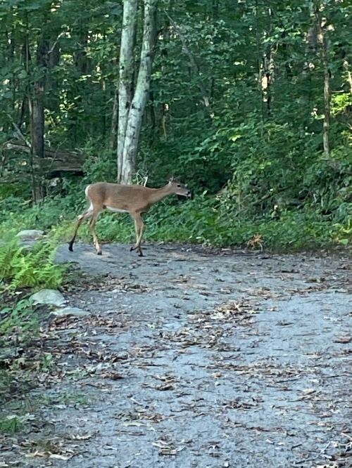 A deer walking along a gravel path in a lush green forest.