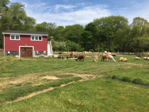 A red barn surrounded by green grass and trees, with various sheep and llamas grazing nearby.