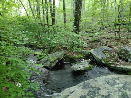 A serene forest scene featuring a small stream flowing over rocks, surrounded by lush green foliage and trees.