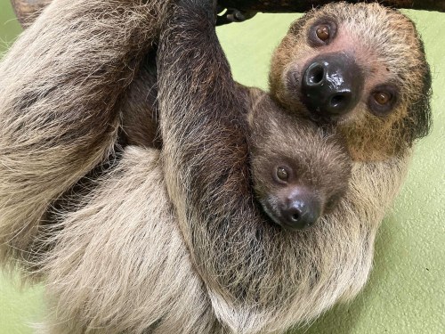 A close-up of a sloth holding a baby sloth, both with expressive eyes, resting on a green surface.