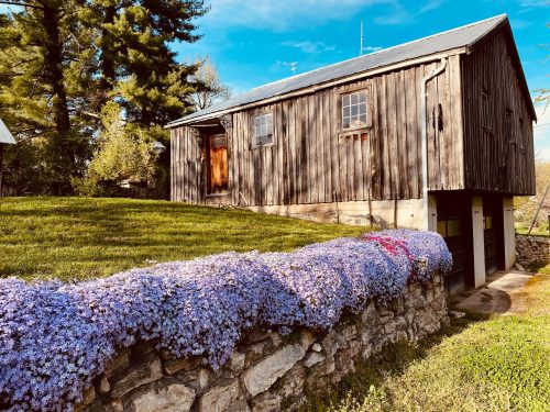 A rustic wooden barn stands on a grassy hill, surrounded by vibrant purple flowers along a stone wall.