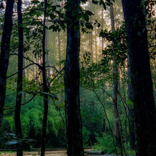 A misty forest scene with tall trees and lush greenery, illuminated by soft morning light.