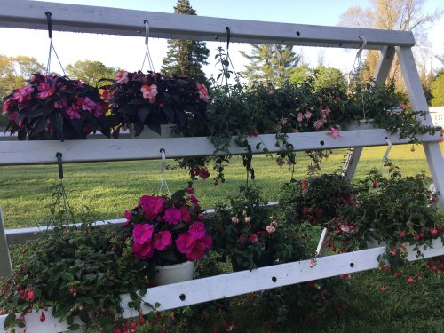 A wooden display rack holds vibrant hanging flower pots in various colors, set against a green lawn and trees.