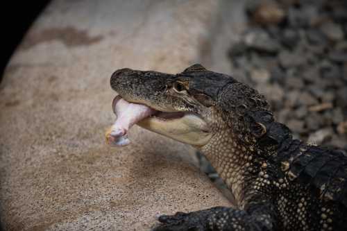 A crocodile holds a piece of meat in its mouth, resting on a rocky surface.