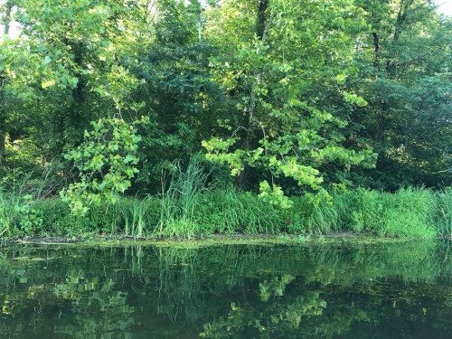Lush green trees and grasses reflected in calm water, surrounded by dense foliage.