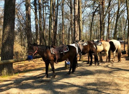 Four saddled horses stand tied to a wooden post in a wooded area, surrounded by trees and sunlight.