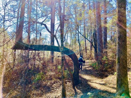 A person walks along a sunlit forest path, surrounded by tall trees and a unique bent tree branch.