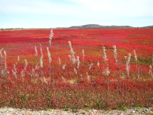 A vibrant field of red foliage stretches across the landscape, with distant hills under a clear blue sky.