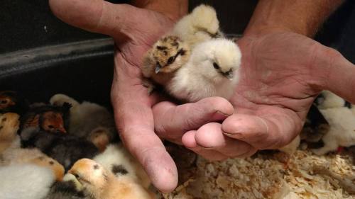 A person holds two fluffy chicks in their hands, surrounded by more chicks in a cozy setting.