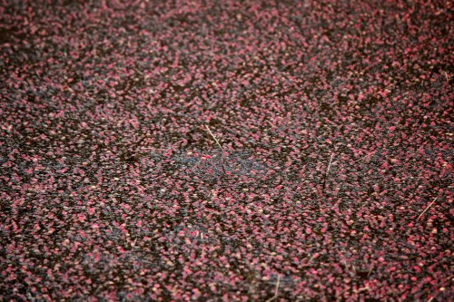 A close-up view of a water surface covered with small pink and green leaves, creating a textured, colorful pattern.