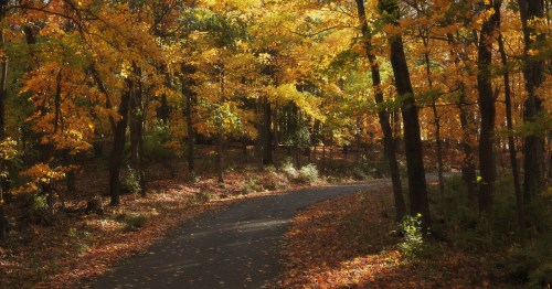 A winding path through a forest with vibrant autumn leaves in shades of orange and yellow.