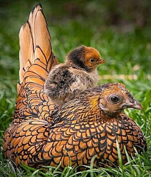 A colorful hen with intricate feather patterns sits on the grass, with a small chick perched on her back.