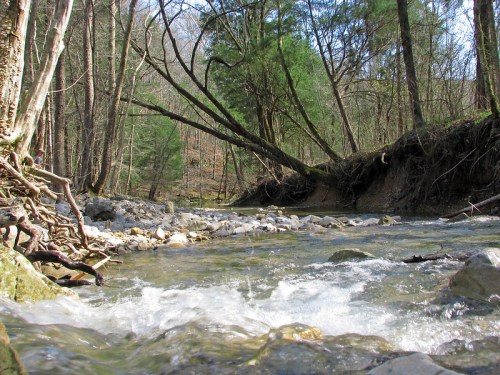A serene river flows through a forest, with rocky banks and trees leaning over the water, creating a peaceful natural scene.