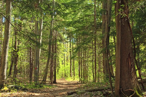 A sunlit forest path surrounded by tall trees and vibrant green foliage.