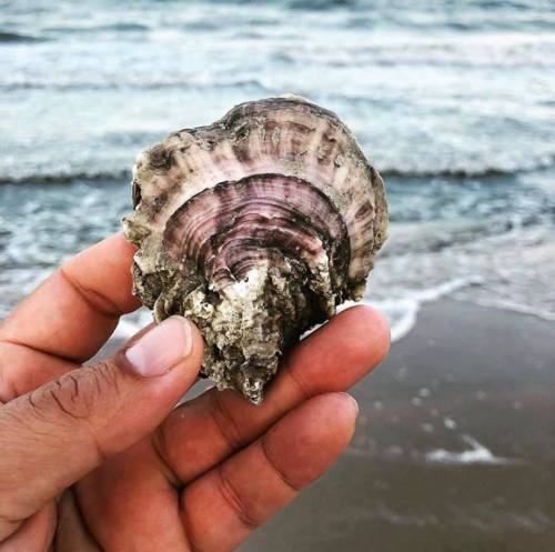 A hand holding a large, textured shell with purple and white patterns, against a backdrop of ocean waves.