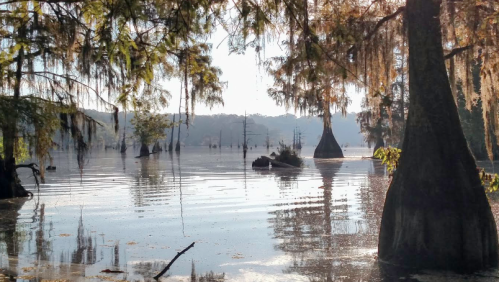 A serene swamp scene with cypress trees reflected in calm water, surrounded by lush greenery and hanging moss.