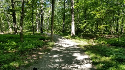 A sunlit forest path surrounded by lush greenery and tall trees, with dappled shadows on the ground.